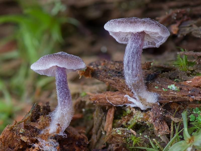 Entoloma zuccherellii Entoloma zuccherellii